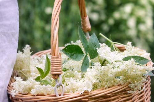 En hyldest til sommerblomsten over dem alle