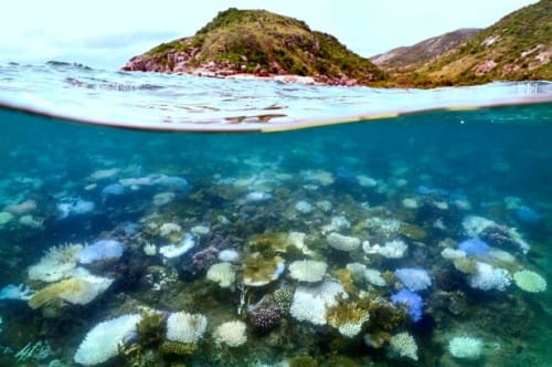 Værste masseblegning nogensinde rammer Great Barrier Reef
