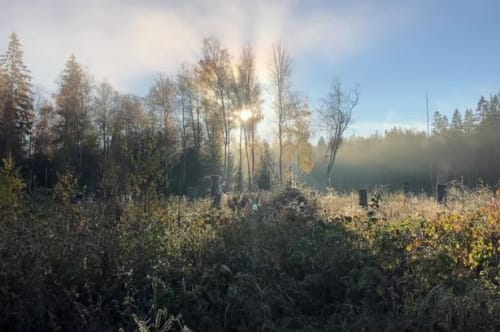 Jeg vil vandre i ukendt skov, fiske i nyt vand, køre bil på unavngiven vej