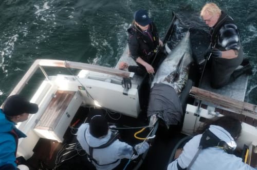 Mænd med fiskesnører tykkere end murersnor lander tun på tun i Øresund