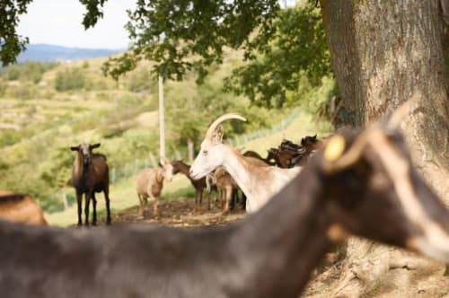 Drømmer du om lokalt ostehåndværk, skal du besøge denne lille by i det nordlige Italien