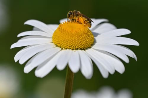 Allergiforbund: Pollenplage har officielt ramt Danmark