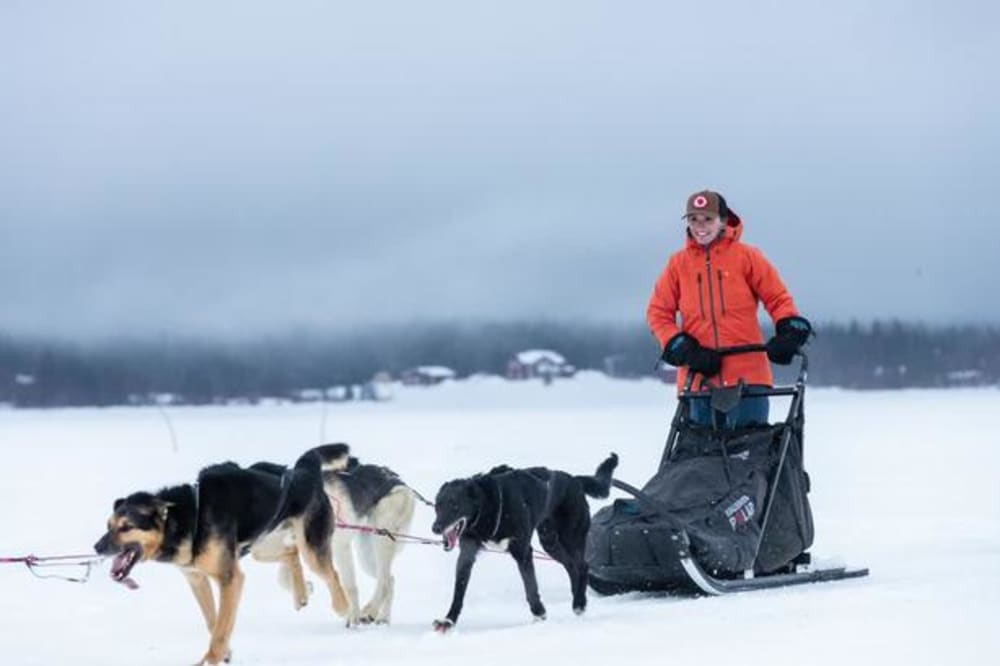 100 kilometer på hundeslæde i Lapland: Efter fire styrt i sneen er jeg fristet til at tage en snescooter tilbage til civilisationen