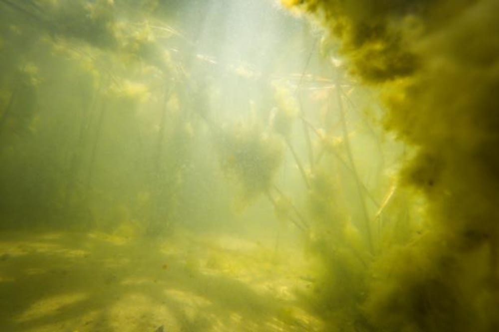 Foto: Will Rose/greenpeace/© Greenpeace / Will Rose