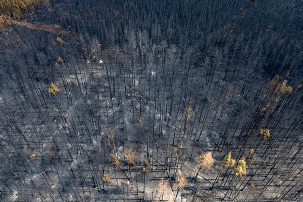 Skovbrandene i Canada var medvirkende til, at planter sidste år opsugede 40 procent mindre CO2 end året før. .Foto: Megan Albu/Ritzau Scanpix