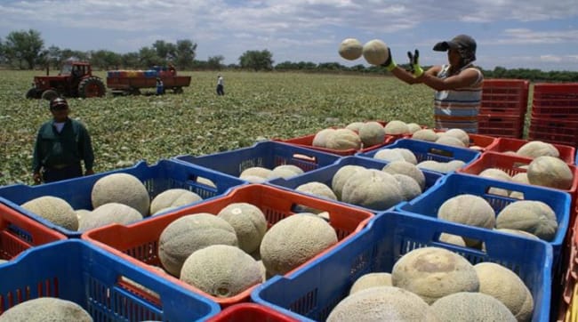 Mange bump på vejen mod rettigheder i Fyffes