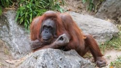 Orangutang, rensdyr og spækhugger: Coronavirusset kan være farligt for mange vilde dyr