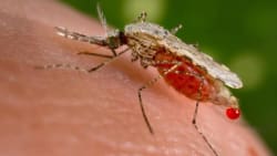 Kina er fri for malaria efter 70 år: 'Det er imponerende, hvad de har opnået'