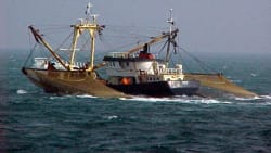 Regeringen vil forbyde bomtrawl for danske fiskere - men efterlader smuthul