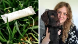 Dyrlæger oplever flere forgiftede hunde: Kathrines hundehvalp blev dødssyg af efterladt nikotinpose