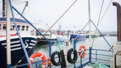 Særligt område er hårdt plaget af iltsvind og døde muslinger, men loven spænder ben for fiskernes redningsplan