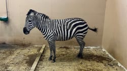 Har været væk siden onsdag - nu er zebra fundet i god behold