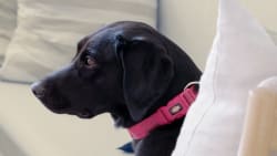 Fonde snydt på markedet for servicehunde