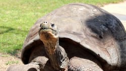 Galápagos-skildpadder er blevet førstegangsforældre som knap 100-årige