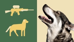 Vogterhunde og paintballs: Nye forslag skal gøre det lettere for danskerne at leve med ulven