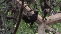 Jagten på det sorte egern: Den tidligere konge af trækronerne skal tælles