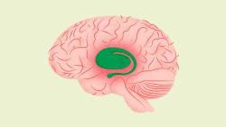 Ny behandling viser tegn på at kunne bremse kronisk hjernesygdom: 'Et gennembrud, hvis det holder vand'