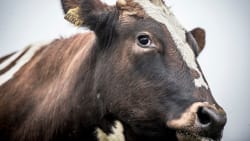 Norge pauser brugen af omstridt foderstof, men herhjemme fortsætter vi. Nu vil landmænd have en 'timeout'