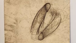 Afdød kunstner gemte mappe med over 100 tegninger af sin tissemand. Sønnen insisterede på at få dem udstillet