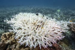 84 procent af alle koralrev er bleget af klimaforandringer