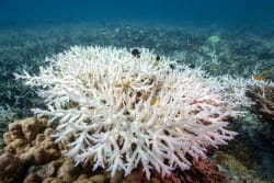 84 procent af alle koralrev er bleget af klimaforandringer