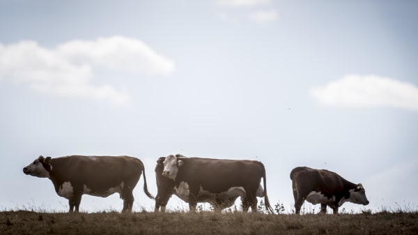 Den grønne trepart byder på ny skov, renere vand - og en regning på over 50 milliarder til statskassen