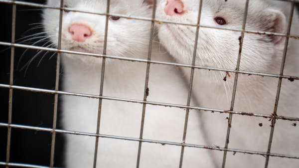 De blev lukket for fire år siden af hensyn til folkesundheden. Nu skyder minkfarme op igen