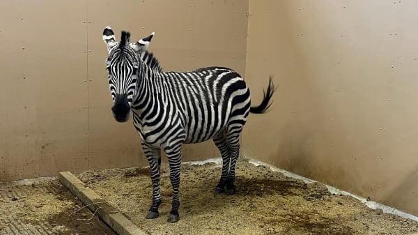 Undsluppen zebra set i live af hundelufter