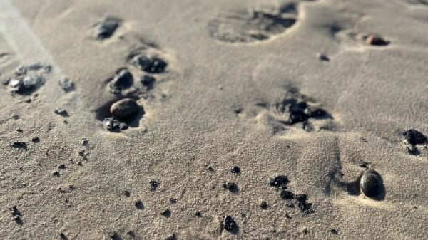 Olie har forurenet fire kilometer strand ved Skagen