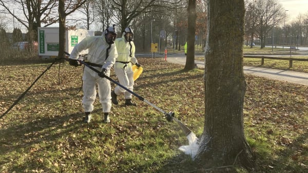 Kan være skyld i åndenød og kvælning: Nu skal 'larven fra helvede' dø