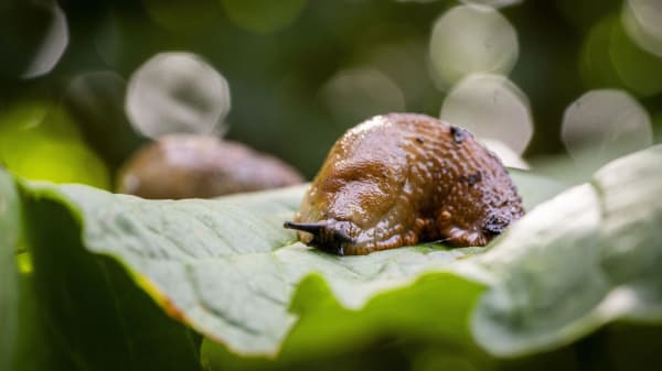 Pas på dine blomster: Dræbersneglen er her allerede