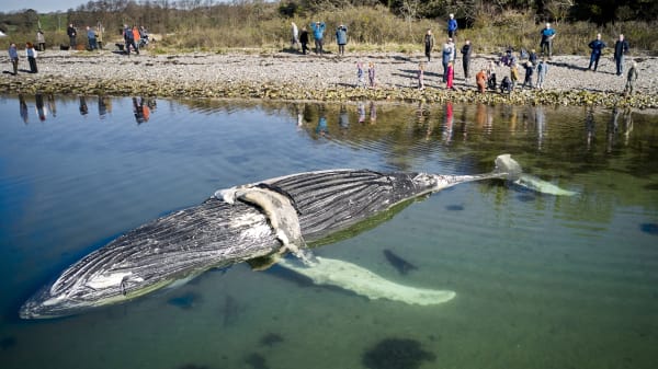 Efter stranding: Nu skal pukkelhval udstilles i Kerteminde