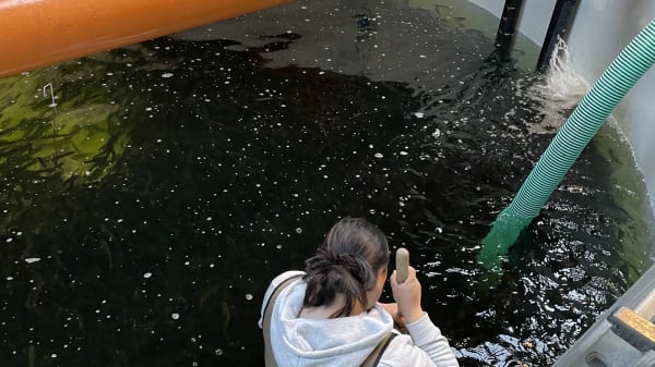 Fiskemester om udsætning af 400.000 smolt: 'Det er simpelthen en festdag' 