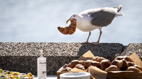 Måger plager restauranter: Vi kan jo ikke begynde at skyde
