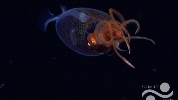 Kolosblæksprutte filmet i havet for første gang nogensinde
