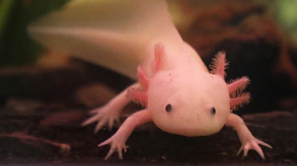 Den findes i tusindvis akvarier, men kun ét sted i naturen: Nu er truet salamander blevet 'symptombehandlet'