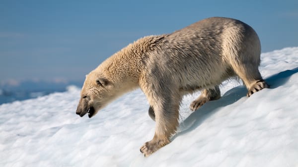 Næste uges DR: Paradiset forsvinder – nyt naturprogram om Grønland på DR1 og DRTV 