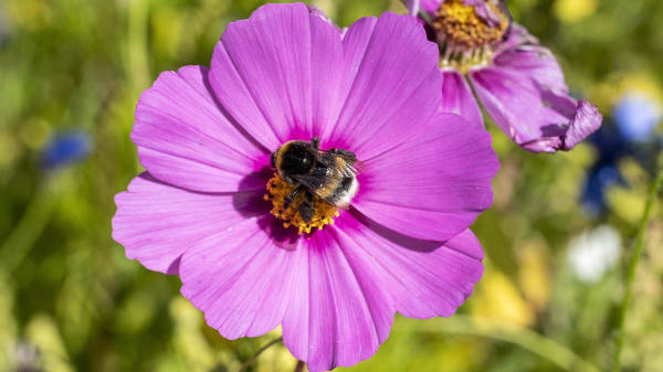 Det er biernes internationale dag - men fokus er det forkerte sted, lyder kritikken