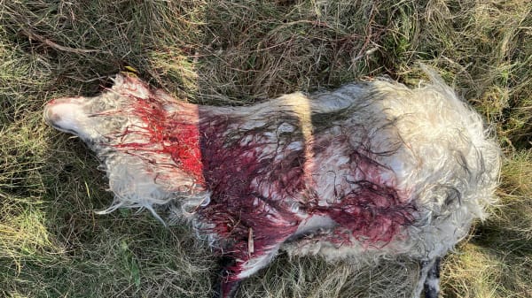 Døde hunde sætter ny brand i ulvedebat: 'Hunde må altså ikke løbe alene rundt i naturen'