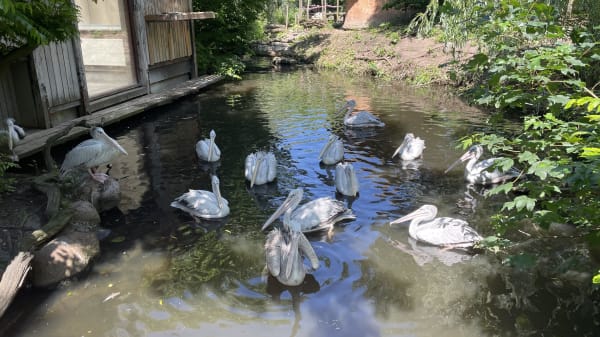 Midt i interview opdager zoo, at undsluppet pelikan er tilbage: 'Det er simpelthen for skørt'