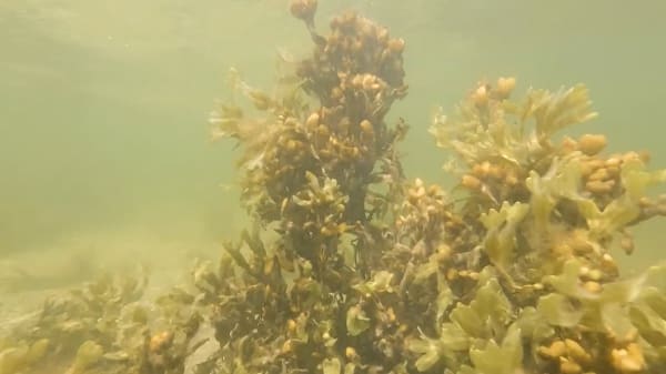 Havet er forurenet med langt flere kemikalier, end Miljøministeriet har fortalt 