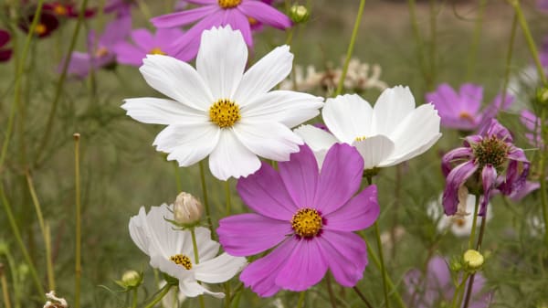 Forskere slår fast: Her er blomsterne, som bier og mennesker bedst kan lide