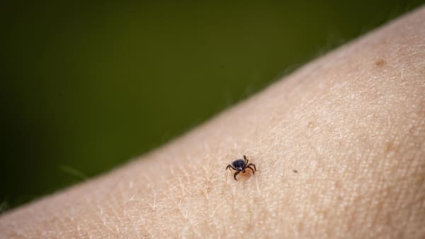 Voldsom stigning i vaccinationer mod TBE. Ekspert mener, det er løbet helt af sporet
