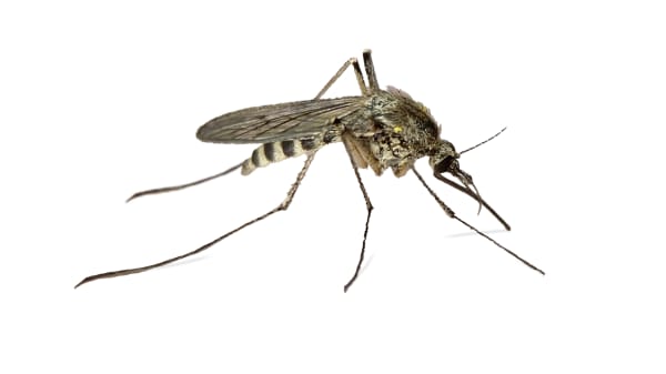 Har du lagt mærke til, at der er færre myg? Nu kommer de tilbage - men måske ikke alle steder