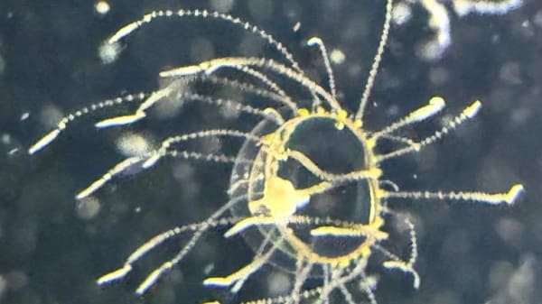 Lille giftig gople fundet i Øresund: 'Lad være med at røre den, hvis du ser den'