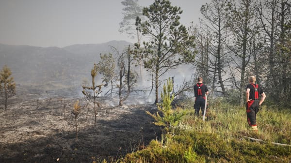 Naturvejleder om brand i Skagen: Naturen har det fint med at blive brændt lidt af