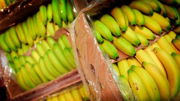 Bananer spiller en afgørende rolle, når kokain smugles til Europa