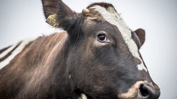 ANALYSE Derfor slipper landbruget med en billigere klimaregning