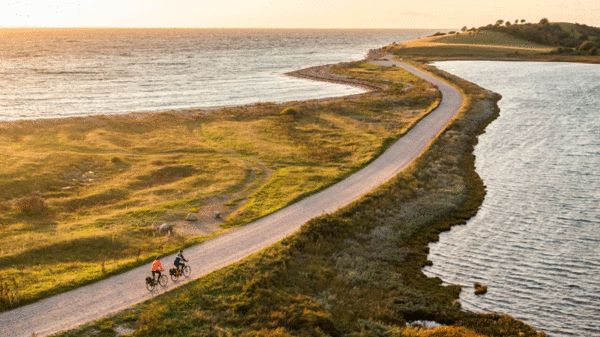 Hvalsafari i Danmark? Her kan du se marsvin boltre sig 
