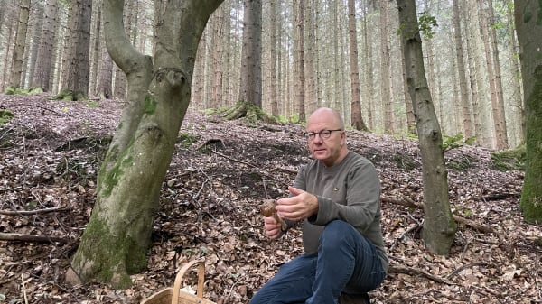 Efter våd og varm sommer vælter det frem med karljohanner og kantareller 